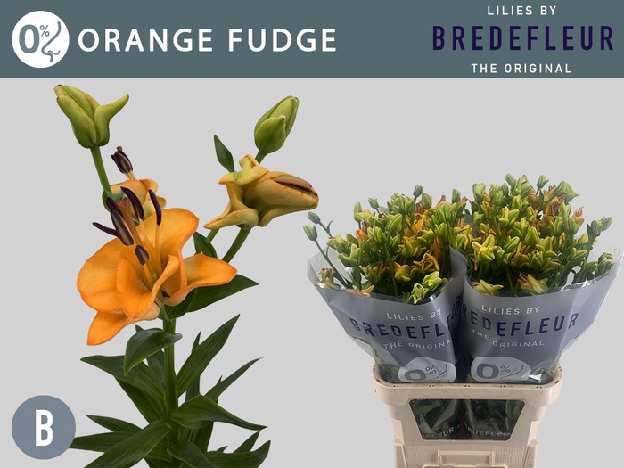 <h4>LI LA OV Orange Fudge 2+</h4>