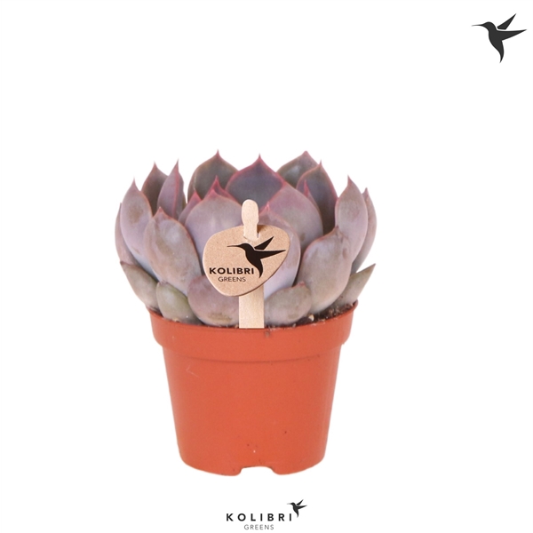 <h4>Kolibri Greens Succulenten Echeveria Summer</h4>