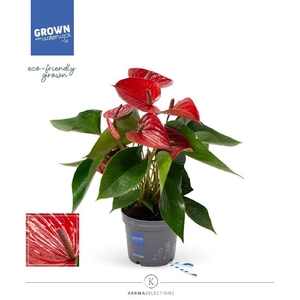 Anthurium Andreanum rood Picanta Red