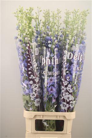 <h4>Delph Du Dew Blu Smi</h4>