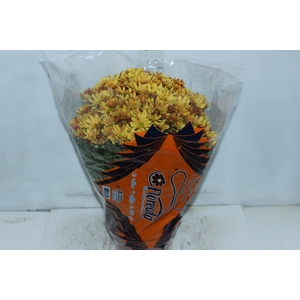 CRISANTEMO BOLA BELGA P20 LARANJA