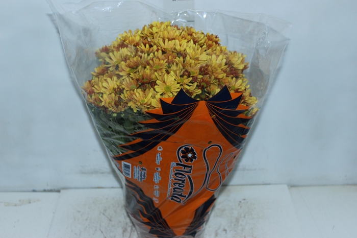 <h4>CRISANTEMO BOLA BELGA P20 LARANJA</h4>