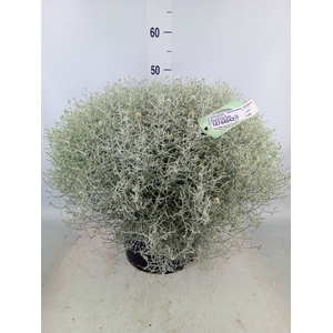 Leucophyta  'Silvercalos' [Calocep]