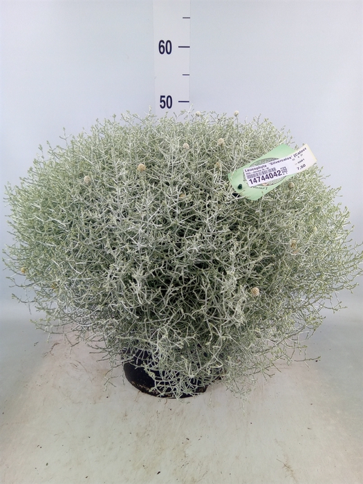 <h4>Leucophyta  'Silvercalos' [Calocep]</h4>