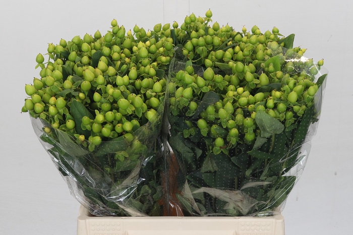 <h4>Hypericum Magical Green Power</h4>