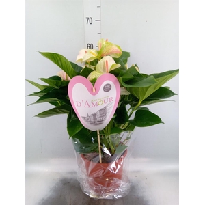 Anthurium andr. 'Fantasy Love'