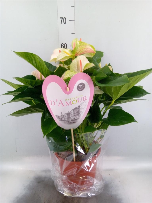 <h4>Anthurium andr. 'Fantasy Love'</h4>