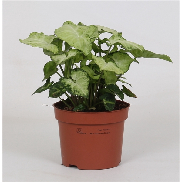 <h4>Syngonium 'White Butterfly'</h4>