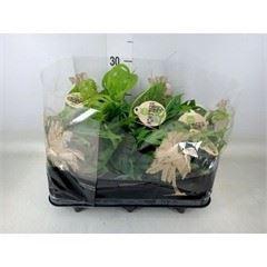 <h4>Monstera   ...</h4>