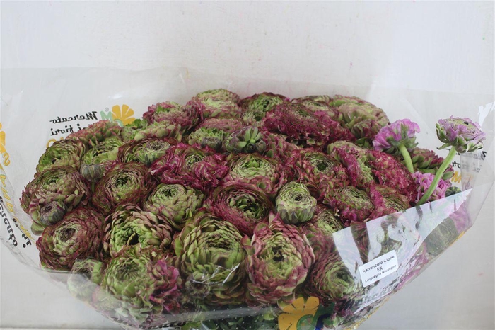 <h4>Ran Ponpon Sup Malva</h4>