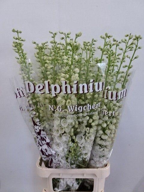 <h4>DELPH DU DEW SIBERIA</h4>