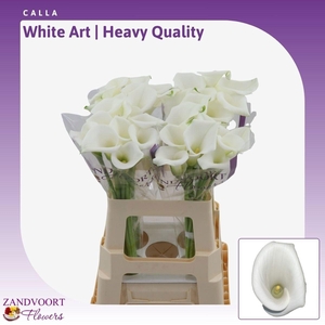 ZANT WHITE ART