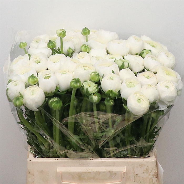 <h4>Ran Aazur White N L</h4>