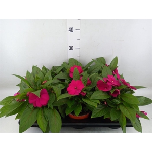 Impatiens NG 'ColPow Coral Flame'