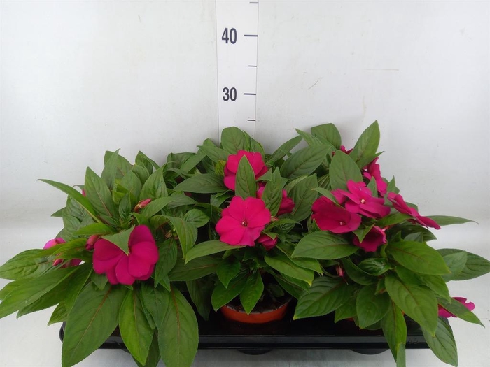 <h4>Impatiens NG 'ColPow Coral Flame'</h4>