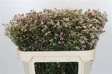 <h4>Chame Early Nir Rose</h4>