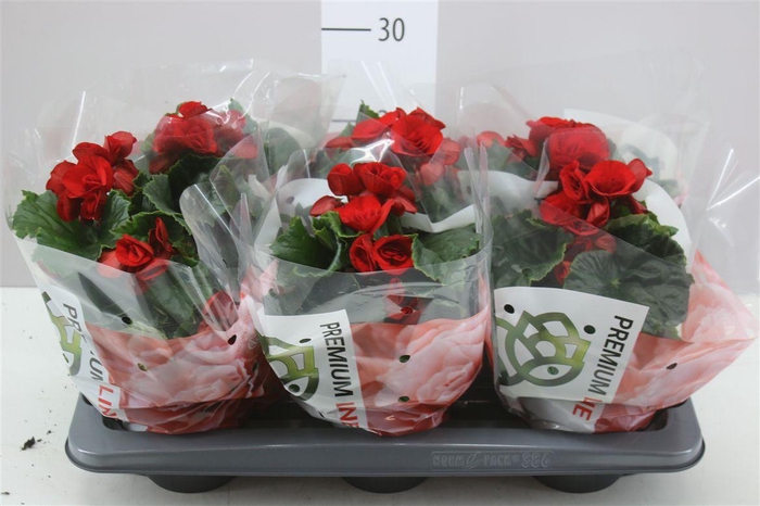 <h4>Begonia Du Baladin</h4>