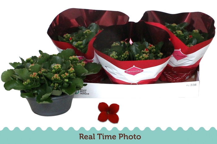 <h4>KAL EN LIPSTICK</h4>