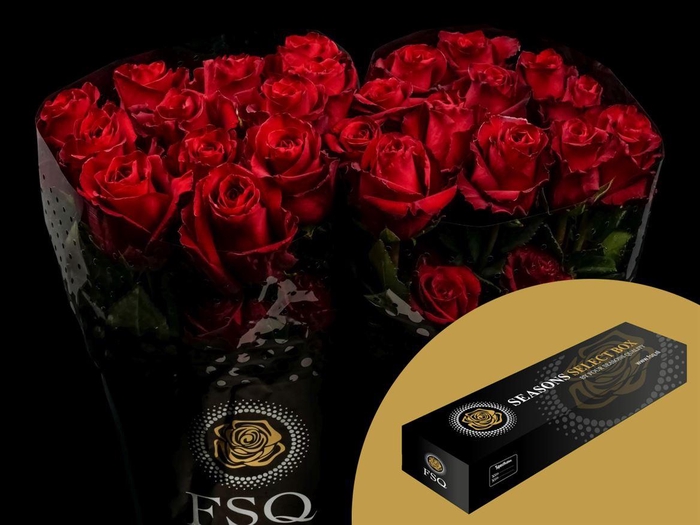 <h4>R GR Explorer Box</h4>