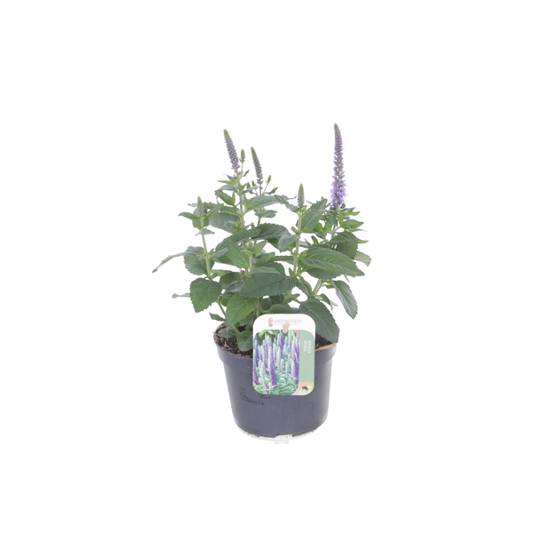 <h4>Veronica spicata Inspire Blue</h4>