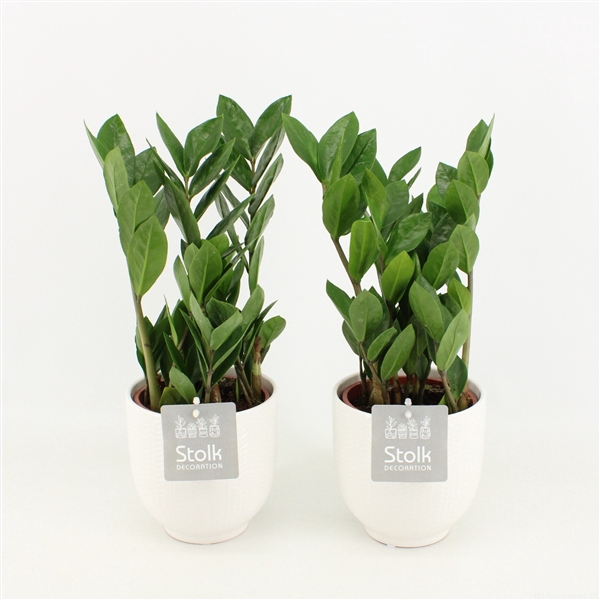 <h4>Zamioculcas Zamiifolia in Liv keramiek</h4>