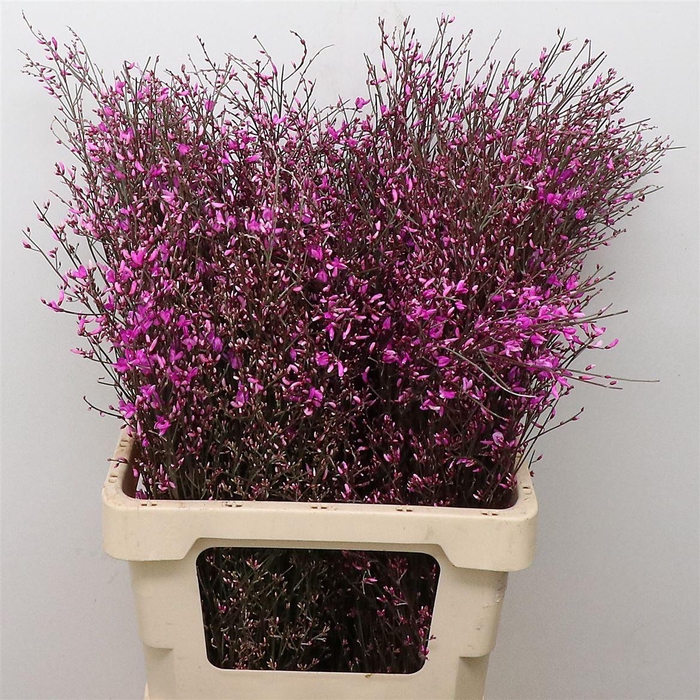 <h4>Ginster Cerise P Bunch 200gram</h4>