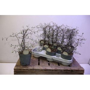 arr8 Corokia Cotoneaster