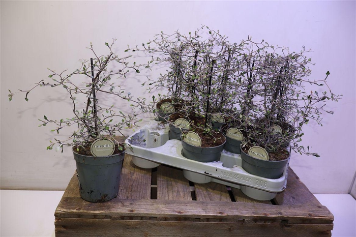 <h4>Corokia Cotoneaster</h4>