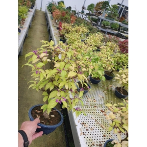 Callicarpa japonica, trainingspot 19cm.