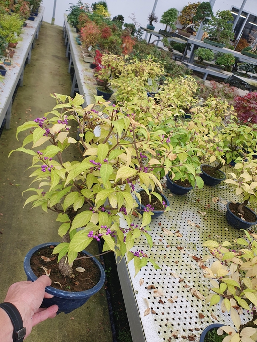 <h4>Callicarpa japonica, trainingspot 19cm.</h4>