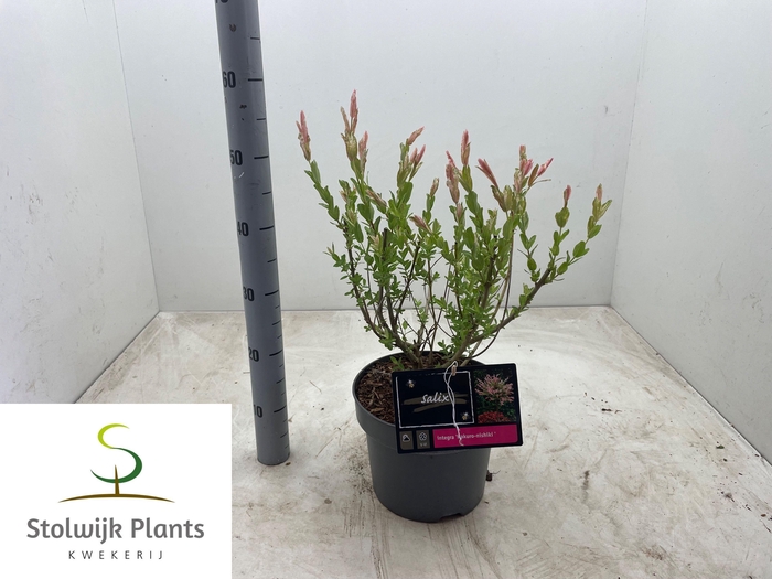 <h4>SALIX IN HAKURO NISH</h4>