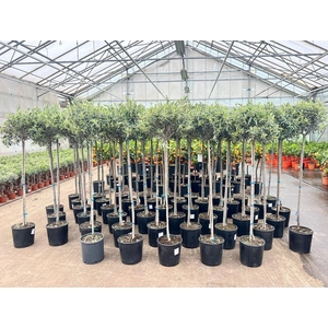 Olea europaea on stem