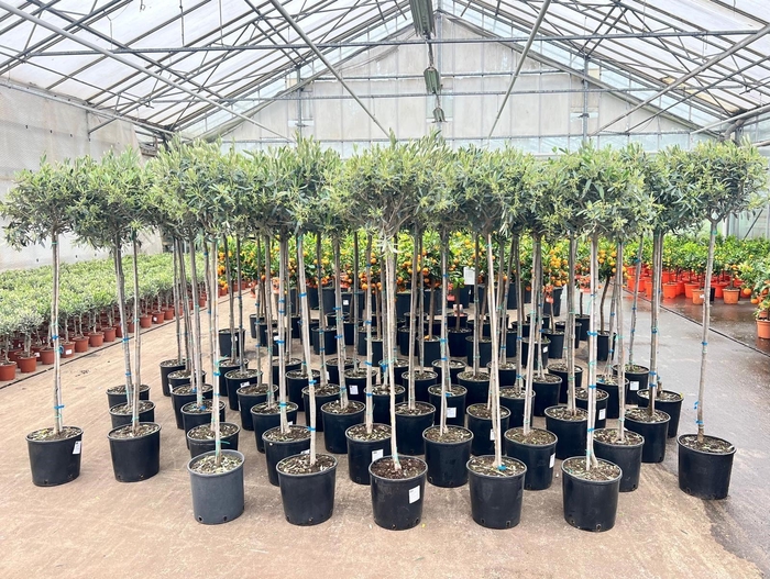 <h4>Olea europaea on stem</h4>