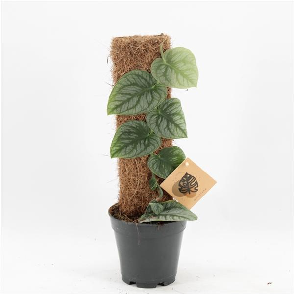 <h4>Monstera dubia (juvénile)</h4>