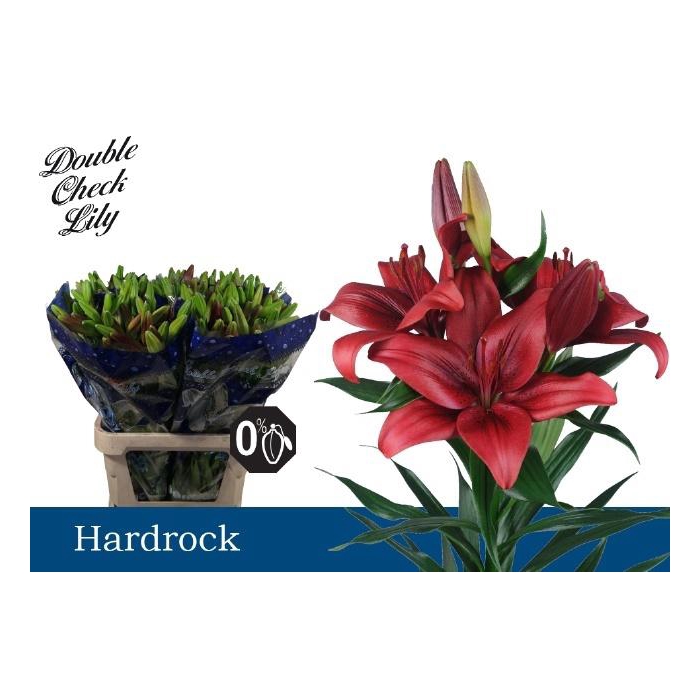 <h4>Li La Hardrock</h4>