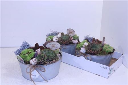 <h4>Arr Sempervivum Zink Rond</h4>
