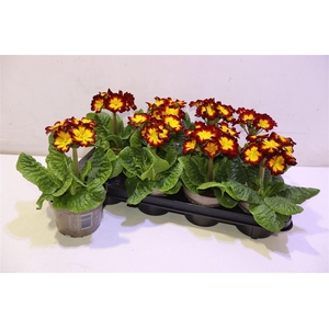 Prim Elatior Yellow Red