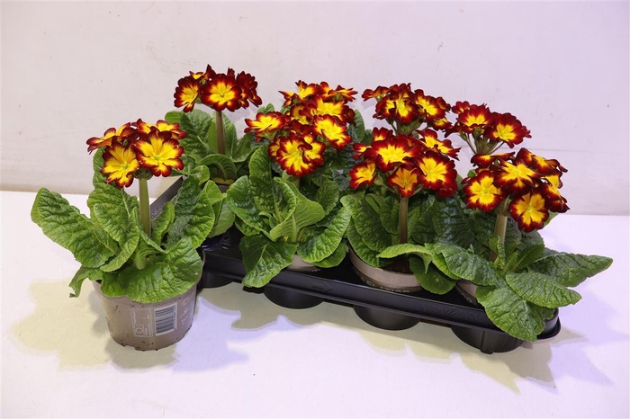 <h4>Prim Elatior Yellow Red</h4>