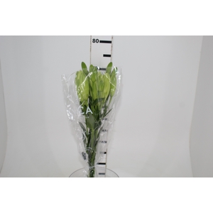 LIRIO MERCATO 070 CM HT 2/3 FLS