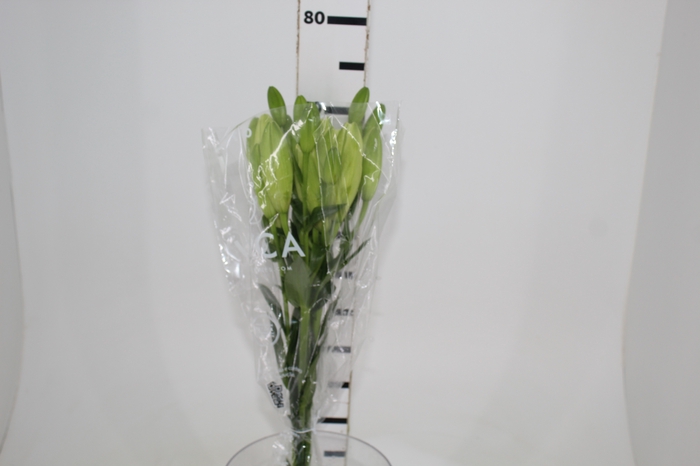 <h4>LIRIO MERCATO 070 CM HT 2/3 FLS</h4>