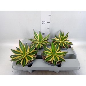 Agave lophantha 'Quadricolor'