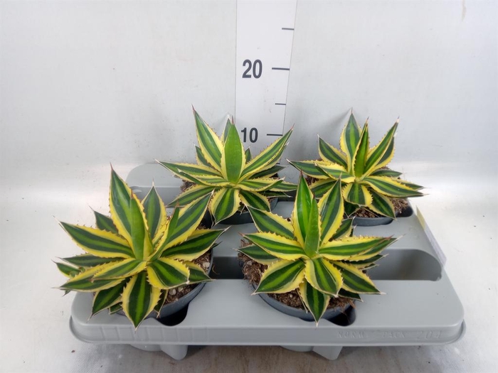 <h4>Agave lophantha 'Quadricolor'</h4>