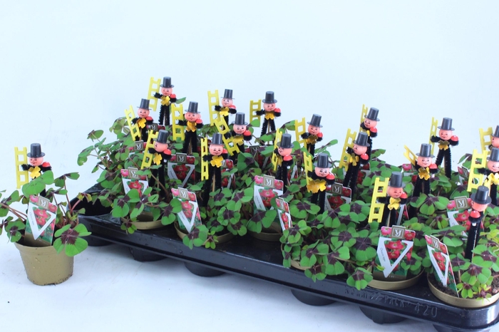 <h4>OXALIS DEPPEI</h4>