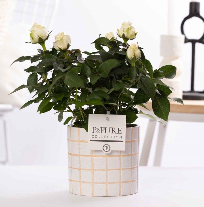 <h4>Rosa white in P&PURE Tirza ceramics</h4>