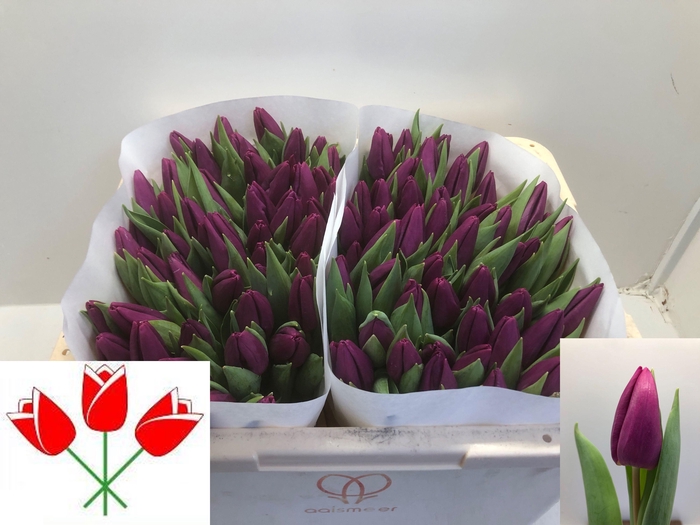 <h4>TU EN PURPLE PRINCE</h4>