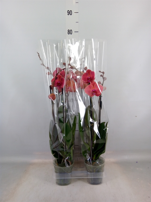 <h4>Phalaenopsis  'Asian Coral'</h4>