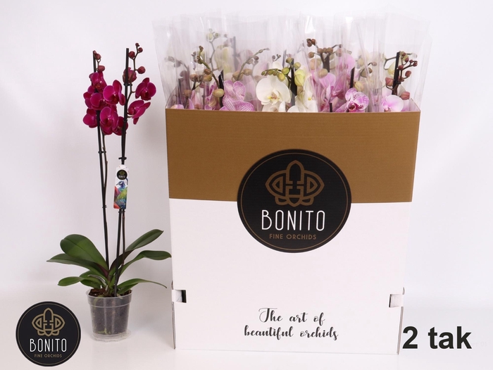 <h4>PHAL GEM 7 KL</h4>