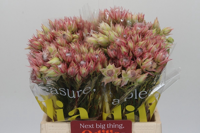 <h4>Blushing Bride Pink 2/5 Flowers</h4>