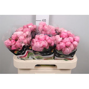 R Tr Silva Pink+