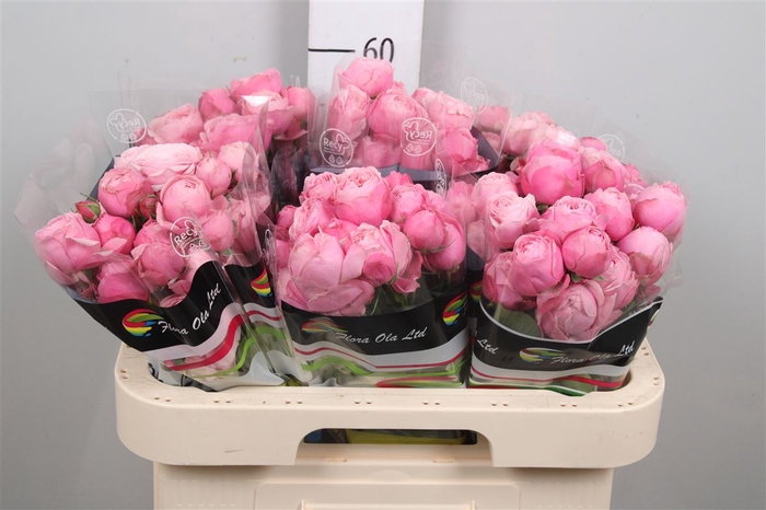 <h4>R Tr Silva Pink+</h4>